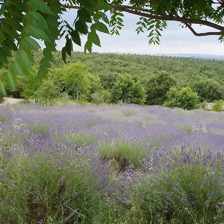 Carrera Della Regina
