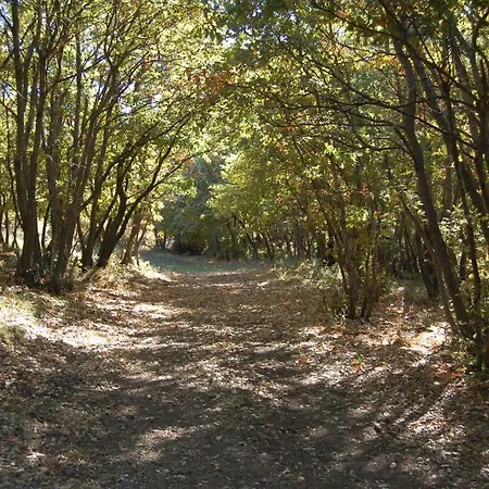 Carrera Della Regina *