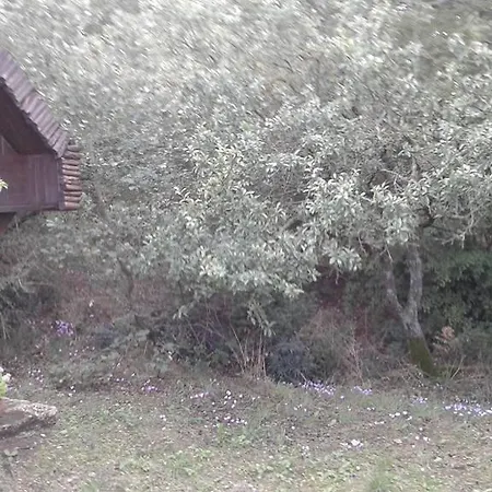 Carrera Della Regina Banzi