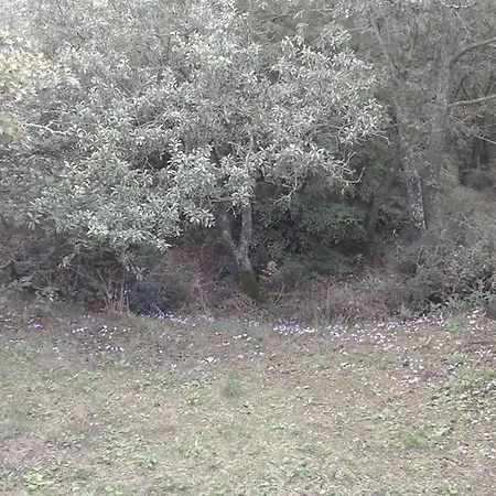 Carrera Della Regina