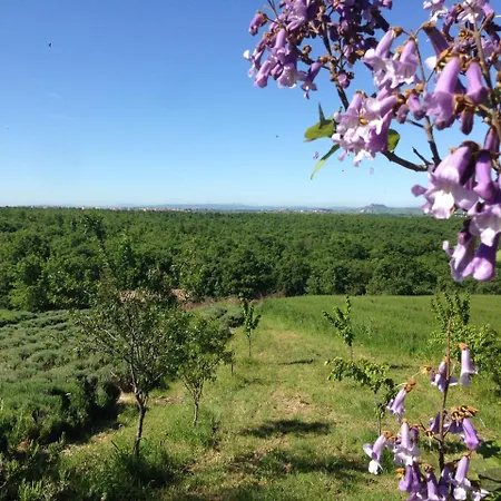 Carrera Della Regina * Banzi